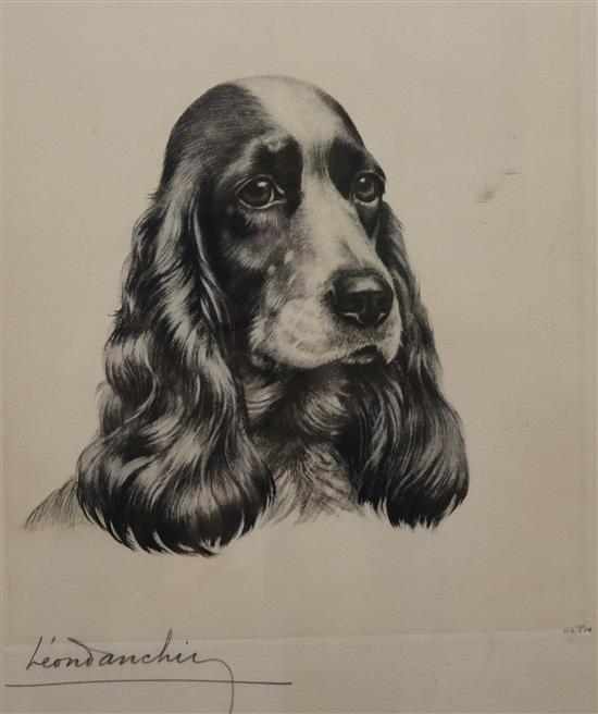 Léon Danchin (1887-1938) etching, Head of a spaniel, signed, 53 x 37cm.